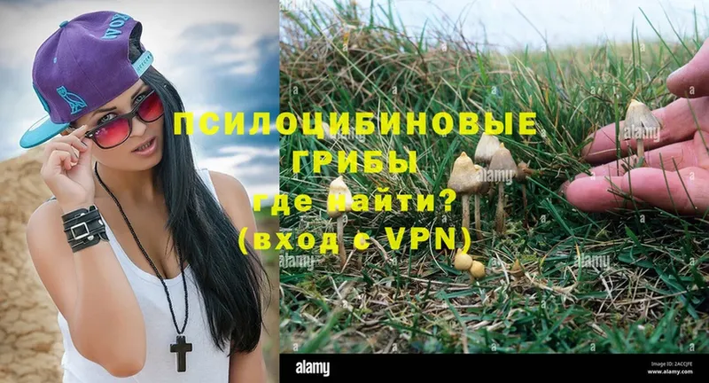 KRAKEN ссылка  Красный Сулин  Псилоцибиновые грибы Psilocybe 